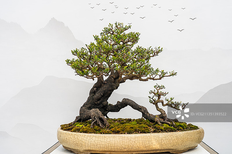 《古树逢春》•画意盆景图片素材