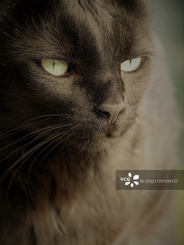 猫的特写肖像图片素材