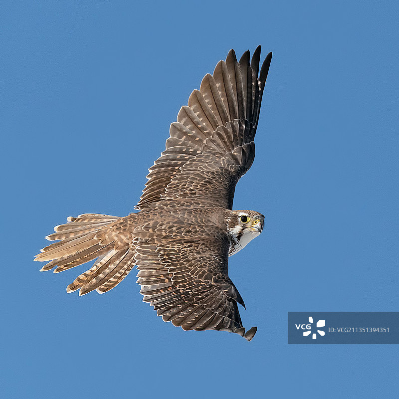 仰视角度拍摄的鹰在美国科罗拉多州格里利市晴朗的蓝天下飞翔图片素材