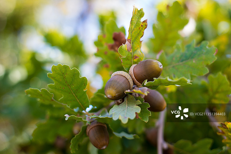 意大利雷焦卡拉布里亚树上的橡子特写图片素材