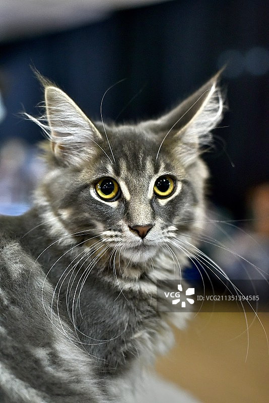 俄罗斯猫的特写肖像图片素材