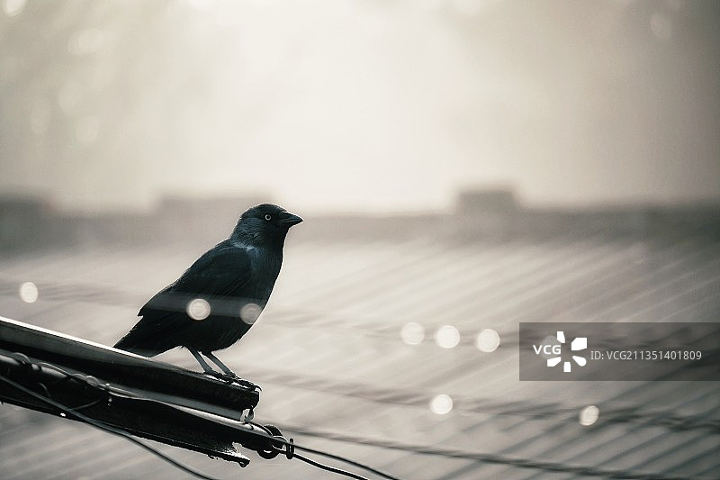 特写：栖息在栏杆上的鸣禽，卢戈日，罗马尼亚图片素材