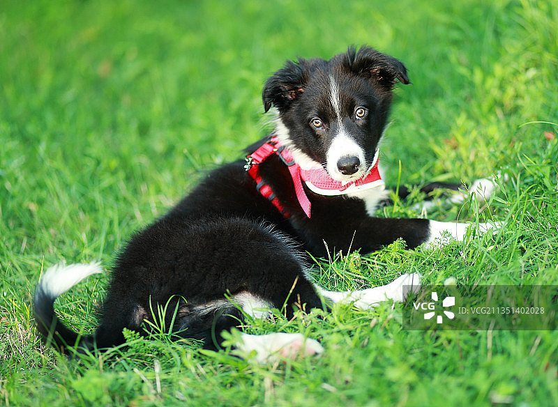 边境牧羊犬，特尔纳瓦，斯洛伐克图片素材