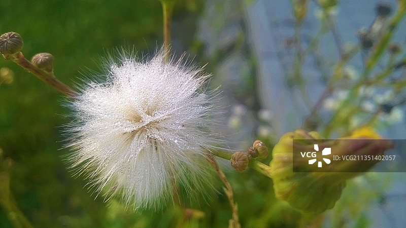 蒲公英花的特写镜头图片素材