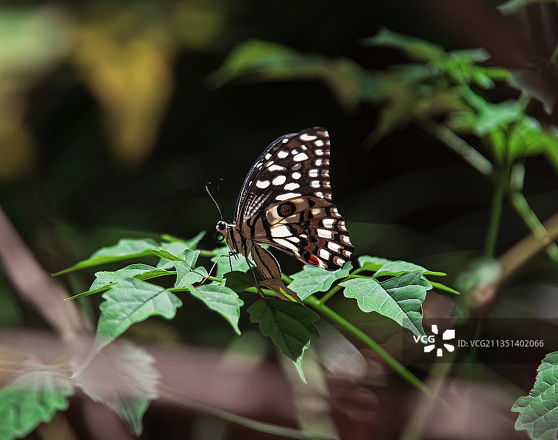 印度蒂鲁内尔维利植物上的蝴蝶特写图片素材