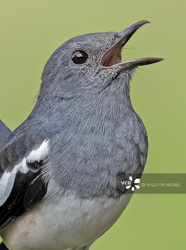 特写：鸣禽栖息于印度卡纳塔克邦班加罗尔的户外图片素材
