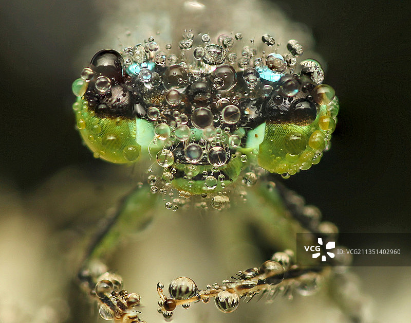 树叶上的水滴特写，斯洛伐克图片素材