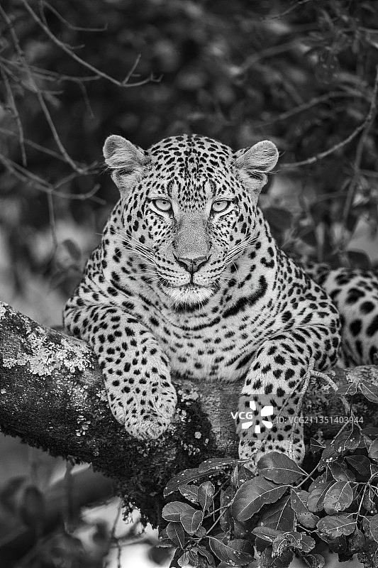 坐在肯尼亚树上的猎豹肖像图片素材