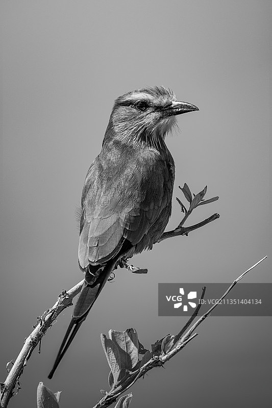 栖息在树枝上的热带翠鸟特写图片素材