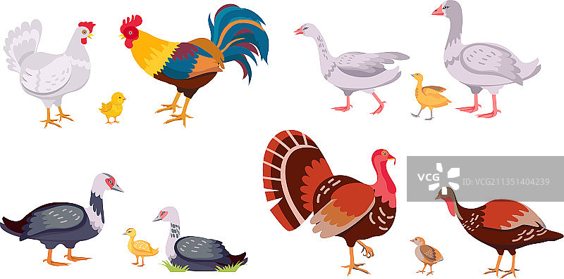 家禽家养鸟类母鸡家庭农场图片素材