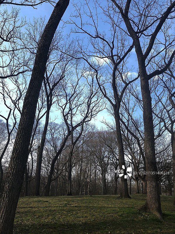 美国森林中的树木图片素材