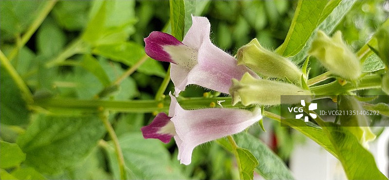 粉红色开花植物的特写图片素材