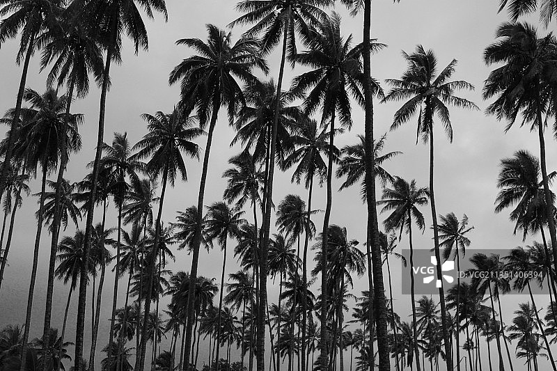 仰视美国夏威夷州考艾县的棕榈树图片素材