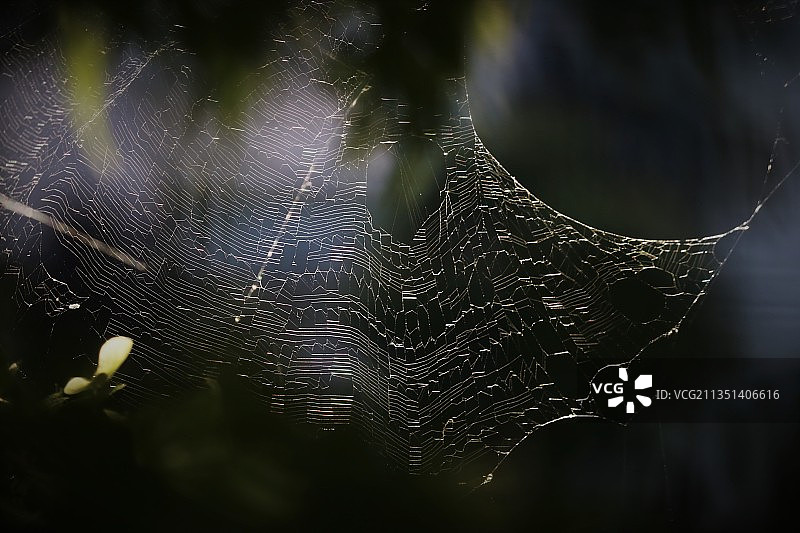 蜘蛛在网上的特写镜头图片素材