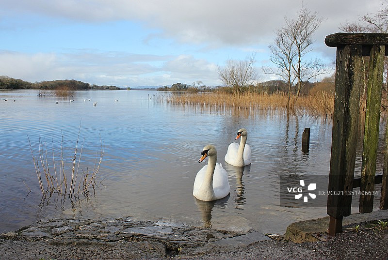 爱尔兰奥法利郡的天鹅池塘图片素材