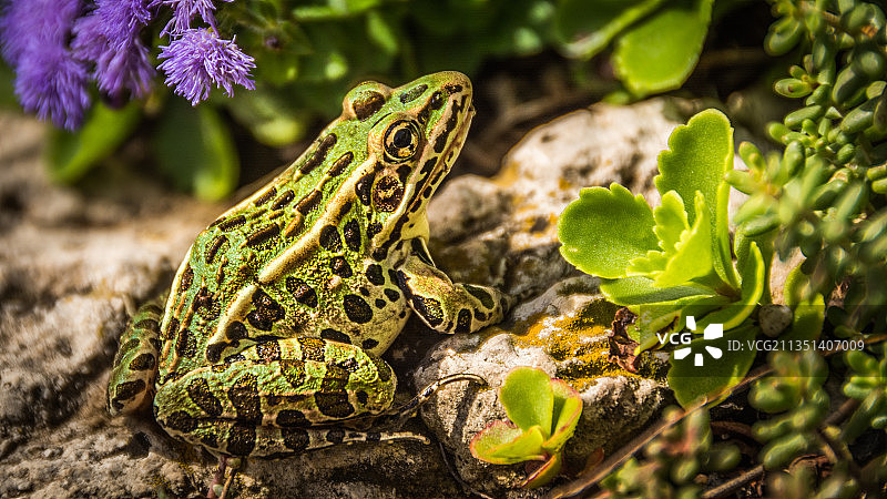 加拿大安大略省奥克维尔植物上的树蛙特写图片素材