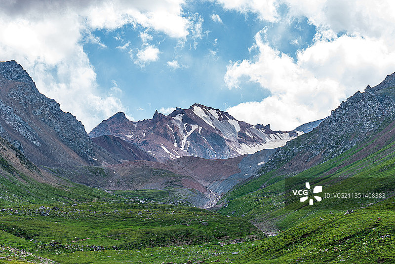 天山雪莲图片素材