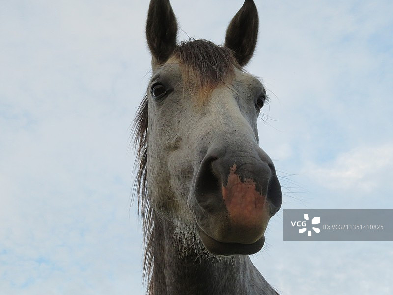 天空背景下的纯种马特写图片素材