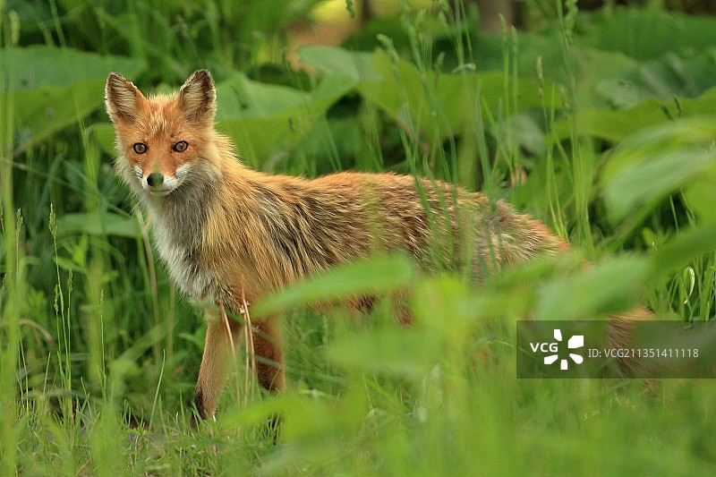 草地上红狐狸的画像图片素材