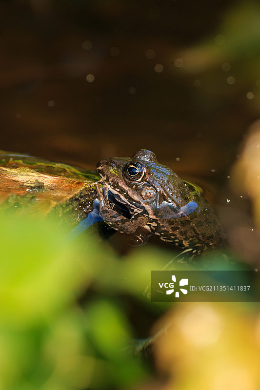 捷克共和国湖中游泳的青蛙特写图片素材