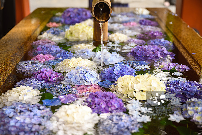 H A N A C H O U Z U图片素材