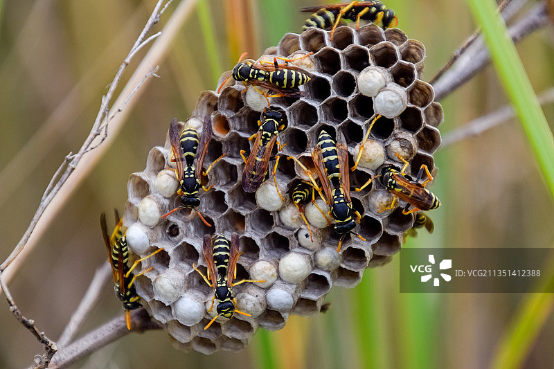 蜜蜂在蜂巢上的特写图片素材