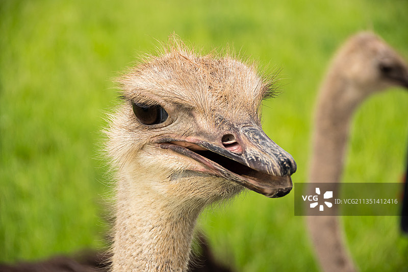 鸵鸟特写肖像图片素材