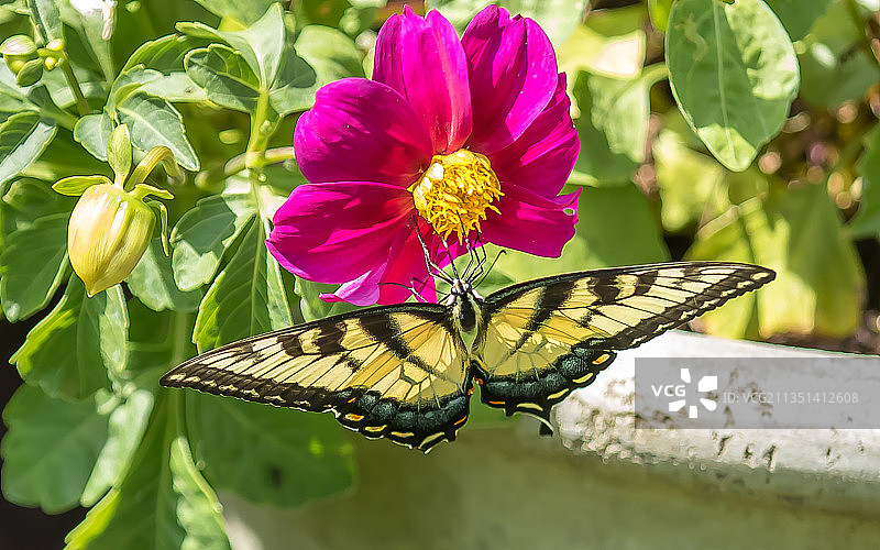 蝴蝶在花朵上采蜜特写，美国威斯康星州奥什科什图片素材