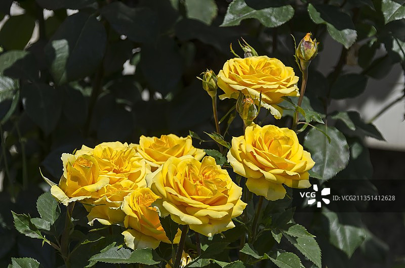 保加利亚索非亚的黄色玫瑰特写图片素材