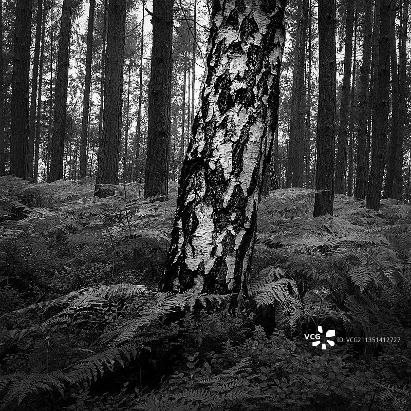 树木在森林图片素材