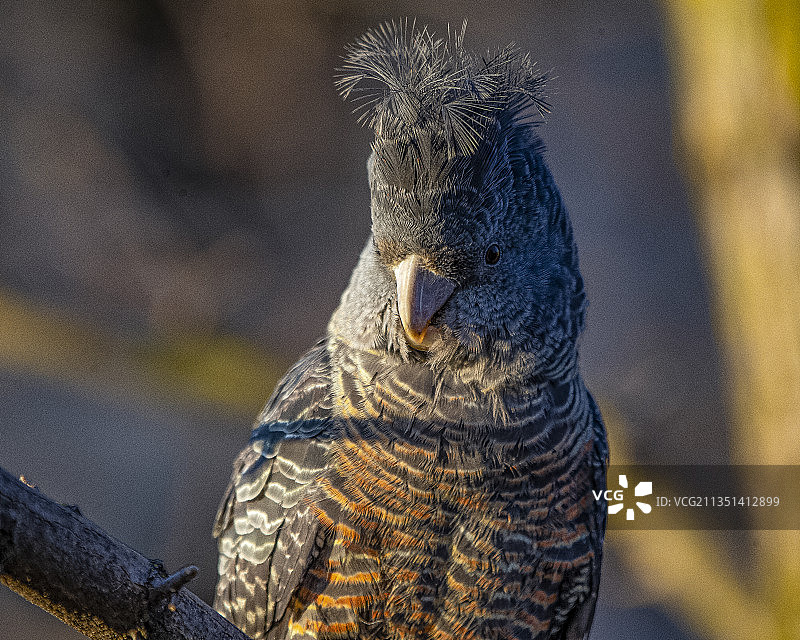穴鸮栖息在树上的特写，澳大利亚首都领地图片素材