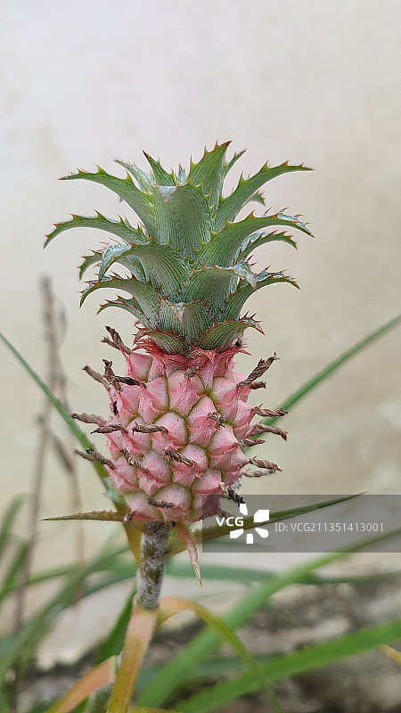 菠萝在田间生长的特写镜头图片素材