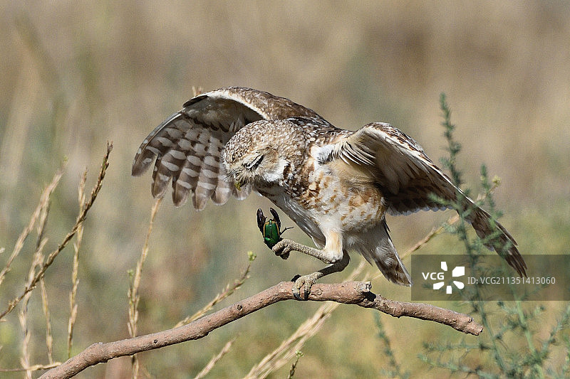 栖息在树枝上的猛禽特写，美国加利福尼亚州安大略图片素材