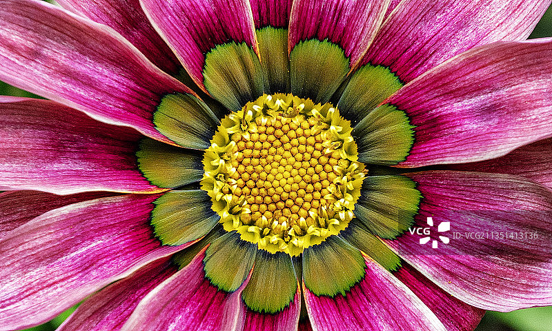 土耳其萨卡里亚粉色花朵特写图片素材