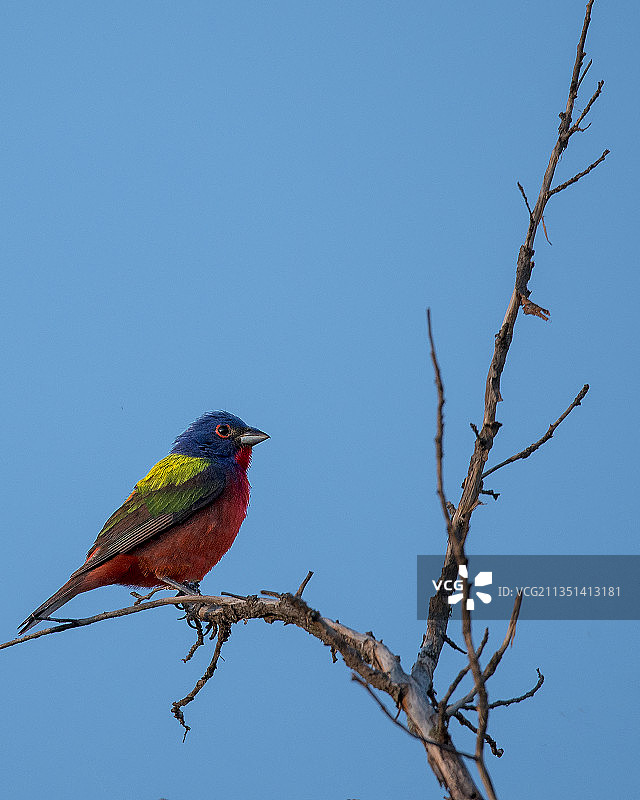 美国俄克拉荷马州翠鸟栖息枝头低角度视角图片素材