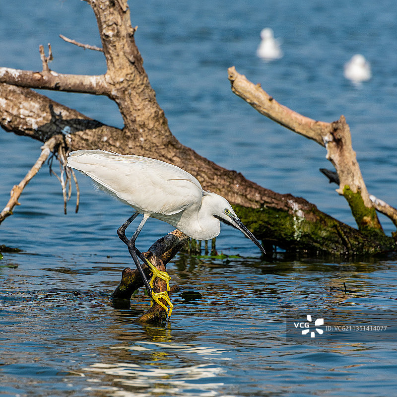 白鹭栖息在湖中树枝上的侧面视角，多瑙河三角洲生物圈保护区，罗马尼亚图片素材