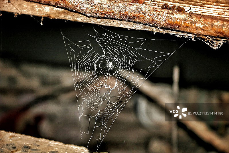 伊朗蜘蛛网特写图片素材