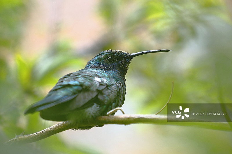 热带鸣禽栖息在树枝上的特写图片素材