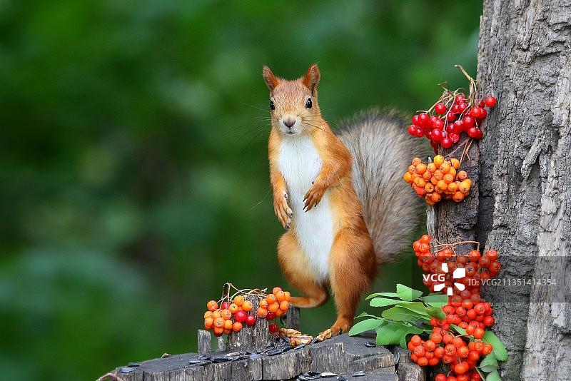 岩石上的灰色松鼠特写图片素材