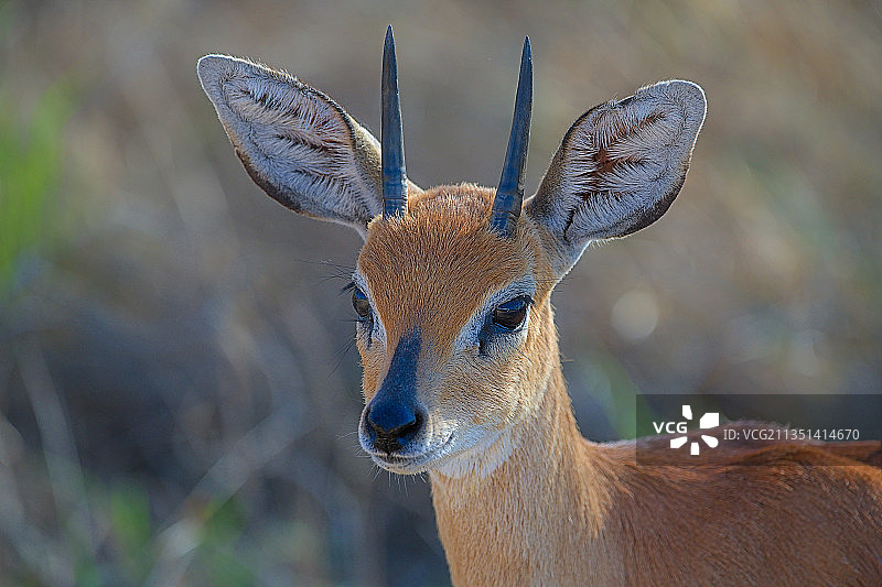 鹿的特写，南非克鲁格公园图片素材