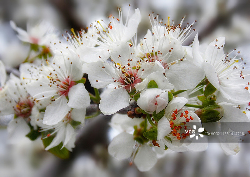 希腊的白色樱花特写图片素材