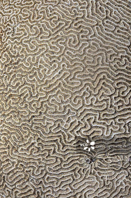 脑珊瑚图片素材