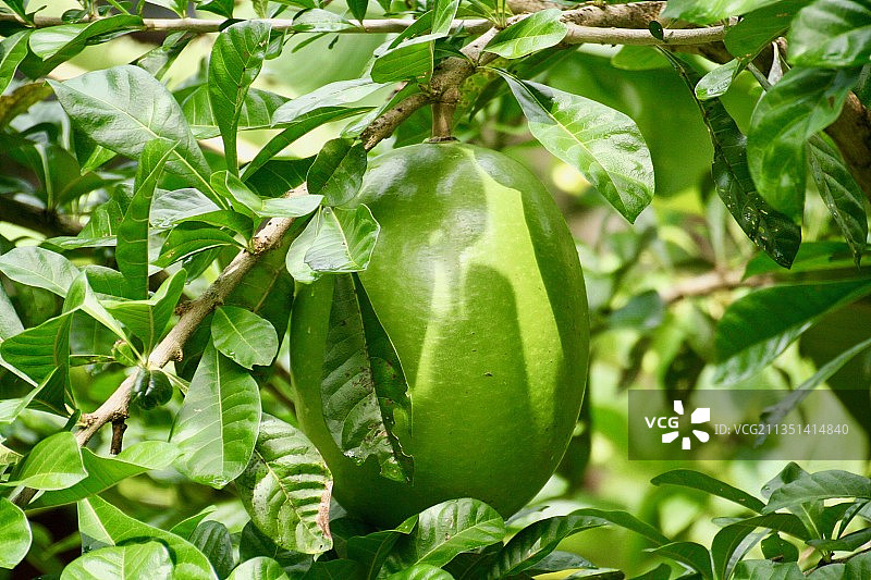 树上生长的水果特写，苏里南图片素材