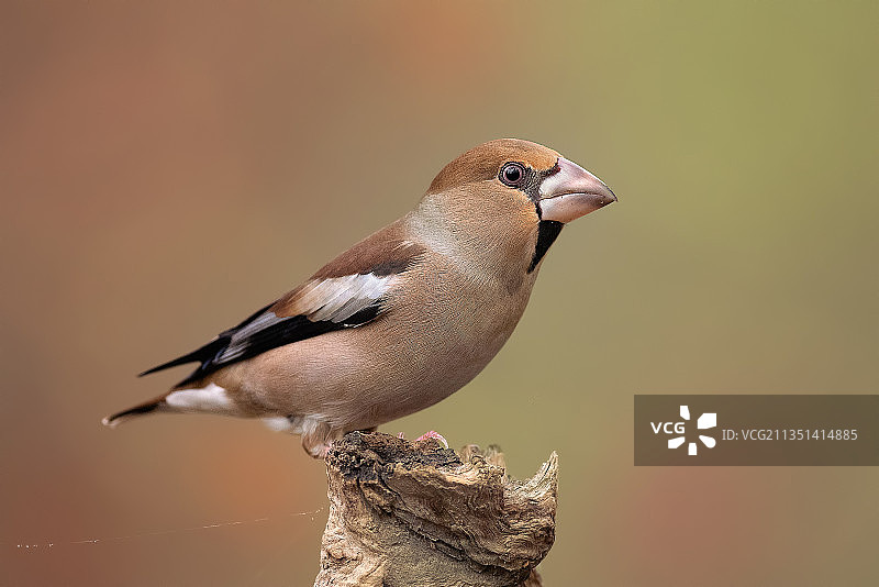 栖息在木头上的鸣雀特写图片素材
