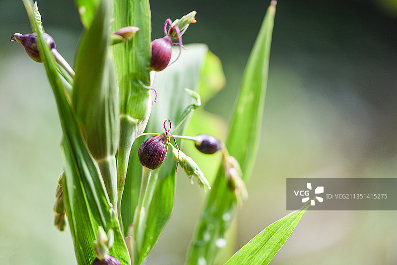 植物上生长的浆果特写图片素材