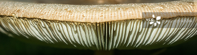 树叶特写图片素材