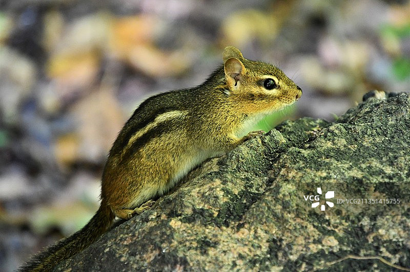 灰色松鼠在岩石上的特写，美国俄亥俄州凯霍加瀑布图片素材