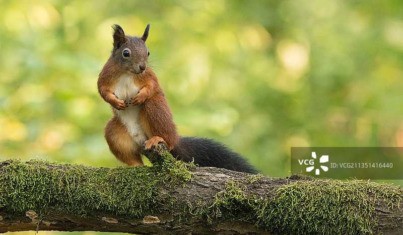 比利时De Caetsweyers树上的灰色松鼠特写图片素材