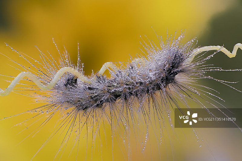 植物上的毛毛虫特写，意大利曼托瓦省多索洛图片素材