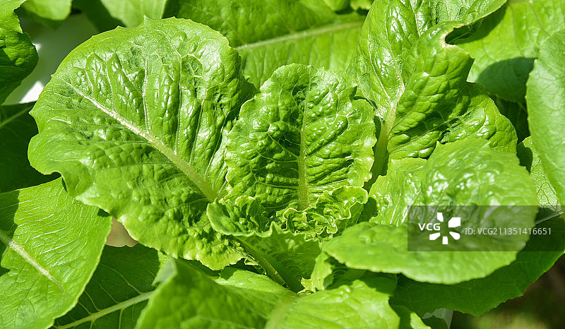 绿叶蔬菜特写图片素材